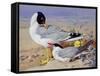 Black Headed Gulls-Archibald Thornburn-Framed Stretched Canvas