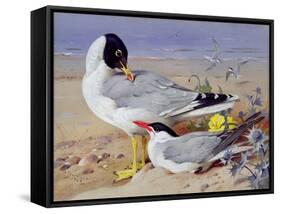 Black Headed Gulls-Archibald Thornburn-Framed Stretched Canvas