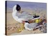 Black Headed Gulls-Archibald Thornburn-Stretched Canvas