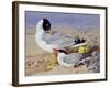 Black Headed Gulls-Archibald Thornburn-Framed Giclee Print