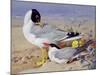 Black Headed Gulls-Archibald Thornburn-Mounted Giclee Print