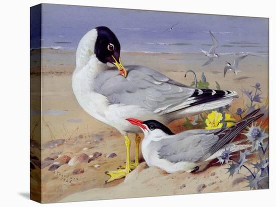 Black Headed Gulls-Archibald Thornburn-Stretched Canvas