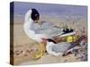 Black Headed Gulls-Archibald Thornburn-Stretched Canvas