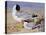 Black Headed Gulls-Archibald Thornburn-Stretched Canvas