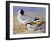 Black Headed Gulls-Archibald Thornburn-Framed Giclee Print