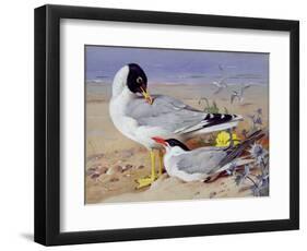 Black Headed Gulls-Archibald Thornburn-Framed Giclee Print