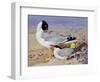 Black Headed Gulls-Archibald Thornburn-Framed Giclee Print