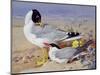 Black Headed Gulls-Archibald Thornburn-Mounted Giclee Print