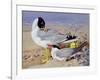 Black Headed Gulls-Archibald Thornburn-Framed Giclee Print