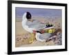 Black Headed Gulls-Archibald Thornburn-Framed Giclee Print