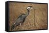 Black-Headed Heron Eating a Snake-Hal Beral-Framed Stretched Canvas