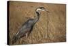 Black-Headed Heron Eating a Snake-Hal Beral-Stretched Canvas