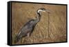 Black-Headed Heron Eating a Snake-Hal Beral-Framed Stretched Canvas