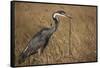 Black-Headed Heron Eating a Snake-Hal Beral-Framed Stretched Canvas