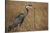 Black-Headed Heron Eating a Snake-Hal Beral-Stretched Canvas