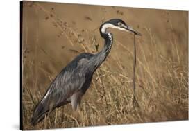 Black-Headed Heron Eating a Snake-Hal Beral-Stretched Canvas