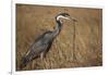 Black-Headed Heron Eating a Snake-Hal Beral-Framed Photographic Print