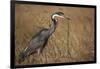 Black-Headed Heron Eating a Snake-Hal Beral-Framed Photographic Print