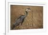 Black-Headed Heron Eating a Snake-Hal Beral-Framed Photographic Print