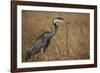 Black-Headed Heron Eating a Snake-Hal Beral-Framed Photographic Print