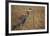 Black-Headed Heron Eating a Snake-Hal Beral-Framed Photographic Print