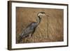 Black-Headed Heron Eating a Snake-Hal Beral-Framed Photographic Print