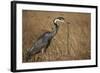 Black-Headed Heron Eating a Snake-Hal Beral-Framed Photographic Print