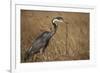 Black-Headed Heron Eating a Snake-Hal Beral-Framed Photographic Print