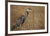 Black-Headed Heron Eating a Snake-Hal Beral-Framed Photographic Print