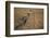 Black-Headed Heron Eating a Snake-Hal Beral-Framed Photographic Print