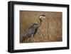 Black-Headed Heron Eating a Snake-Hal Beral-Framed Photographic Print