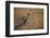 Black-Headed Heron Eating a Snake-Hal Beral-Framed Photographic Print