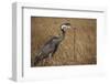 Black-Headed Heron Eating a Snake-Hal Beral-Framed Photographic Print