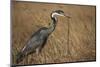 Black-Headed Heron Eating a Snake-Hal Beral-Mounted Photographic Print