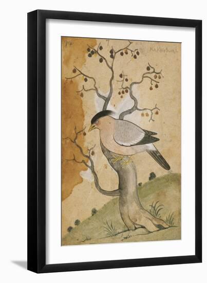 Black Headed Myna on a Tree-Trunk, India, 19th Century-null-Framed Giclee Print