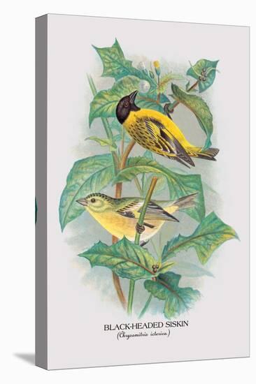 Black-Headed Siskin-Arthur G. Butler-Stretched Canvas