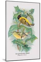 Black-Headed Siskin-Arthur G. Butler-Mounted Art Print