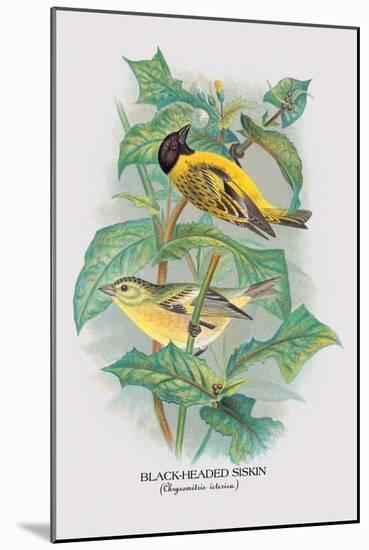 Black-Headed Siskin-Arthur G. Butler-Mounted Art Print