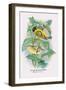 Black-Headed Siskin-Arthur G. Butler-Framed Art Print