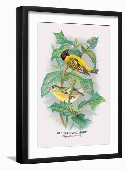 Black-Headed Siskin-Arthur G. Butler-Framed Art Print