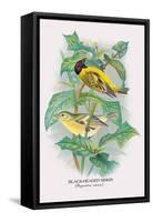 Black-Headed Siskin-Arthur G. Butler-Framed Stretched Canvas