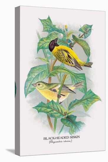 Black-Headed Siskin-Arthur G. Butler-Stretched Canvas