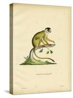 Black-Headed Squirrel Monkey-null-Stretched Canvas