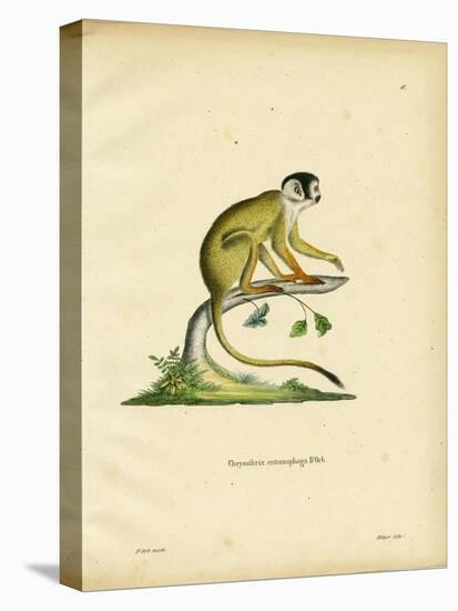 Black-Headed Squirrel Monkey-null-Stretched Canvas