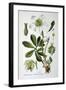 Black Hellebore, 1893-null-Framed Giclee Print