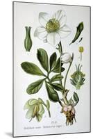 Black Hellebore, 1893-null-Mounted Giclee Print