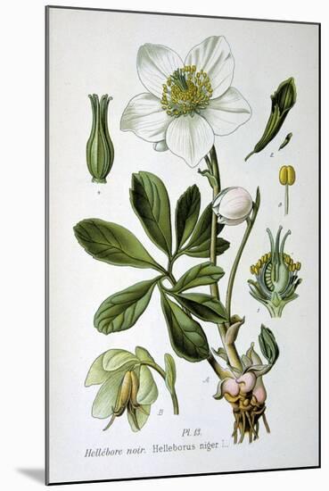 Black Hellebore, 1893-null-Mounted Giclee Print