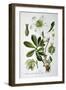 Black Hellebore, 1893-null-Framed Giclee Print