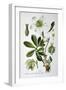 Black Hellebore, 1893-null-Framed Giclee Print