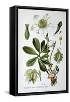 Black Hellebore, 1893-null-Framed Stretched Canvas